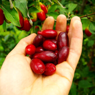 Кизил Владимирский 1