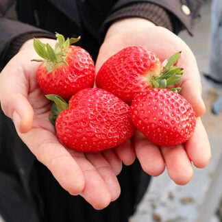 Клубника Азия