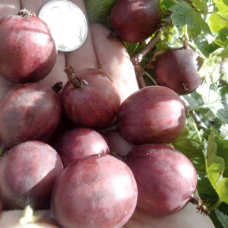 Крыжовник Колобок 2