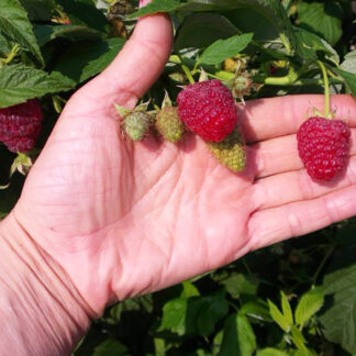 Малина Джоан Джей