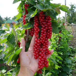 Смородина красная Ровада 3