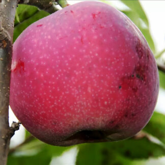 Яблоня Джулия 3