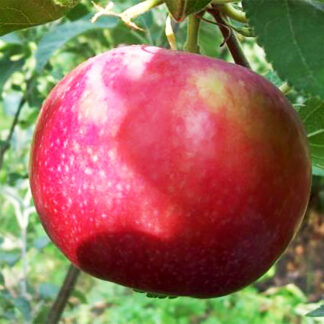 Яблоня Елена 3