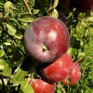 Яблоня Вильямс Прайд