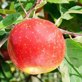 Яблоня Ариан 3