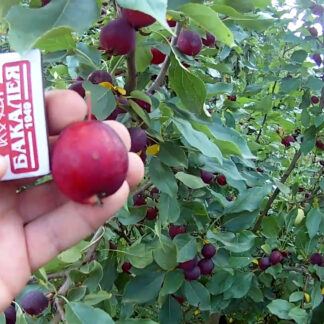 Яблоня Райская Долго 3