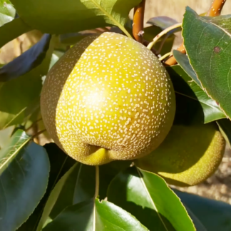 Груша Азиатская Олимпик 1