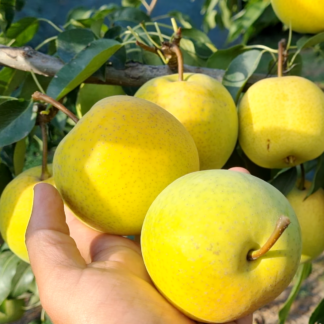 Груша Азиатская Тембо Ли 3