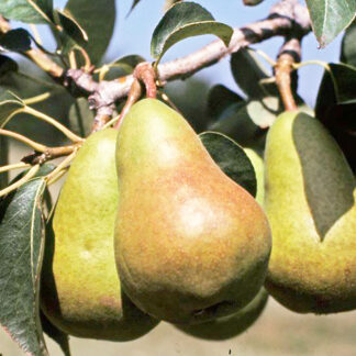 Груша Харроу Делайт 1