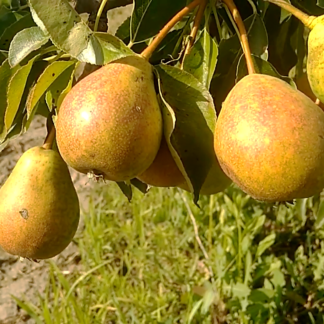 Груша Ультраранняя