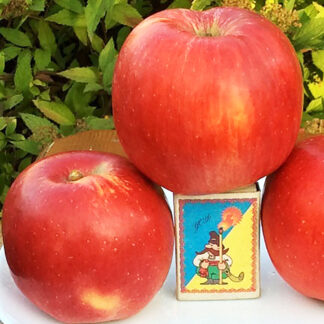 Яблоня Руж Розе 1