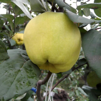 Айва Анжарская 1