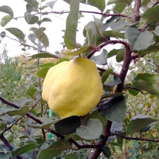 Айва Лимонно- жёлтая 2