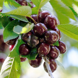 Черешня Кордия 1