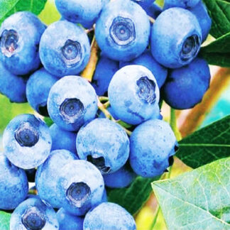 Голубика Беркли 1