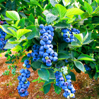 Голубика Блюголд 2