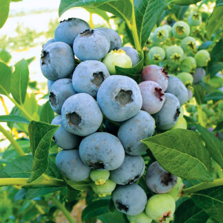 Голубика Блюкроп 1