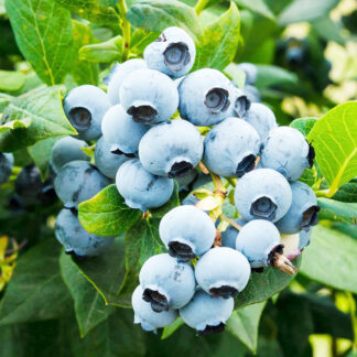 Голубика Дюк