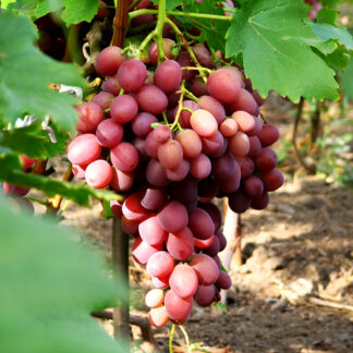 Виноград Ливия