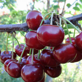 Вишня Эрди Ботермо