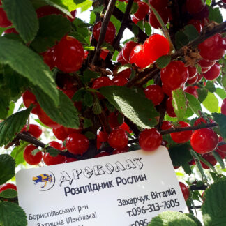 Вишня Войлочная 3